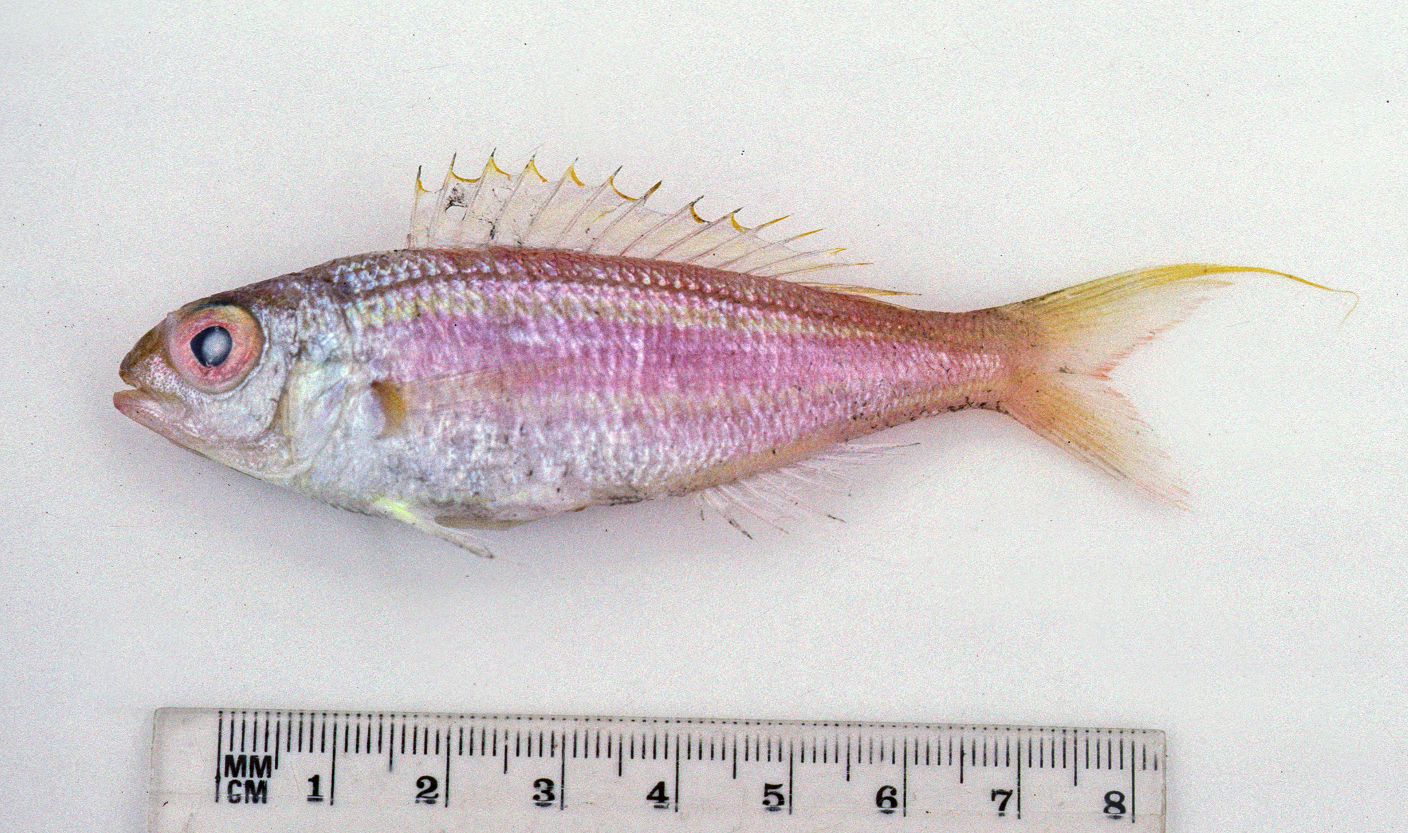 Yellow-Lip Butterfly Bream photo 4