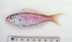 Yellow-Lip Butterfly Bream photo 2