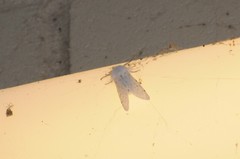 Spilosoma vestalis