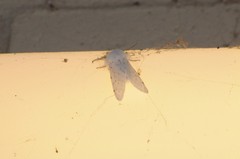 Spilosoma vestalis