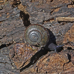 Helminthoglypta tudiculata