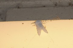 Spilosoma vestalis