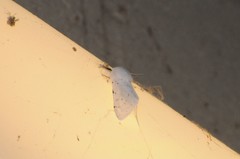 Spilosoma vestalis