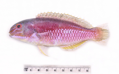 Bridled Tuskfish photo 1