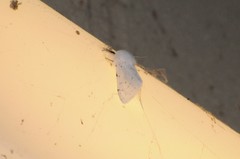Spilosoma vestalis