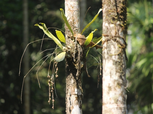 Image of Pholidota pallida by (c) Firos AK, some rights reserved (CC BY)