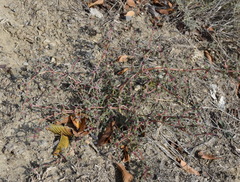 Petrosimonia brachiata