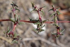 Petrosimonia brachiata