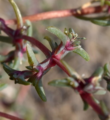Petrosimonia brachiata