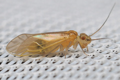 Aphyopsocinae