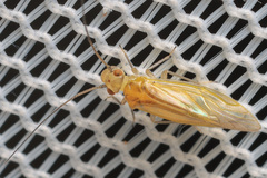 Aphyopsocinae