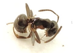 Lasius
