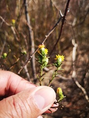 Marasmodes macrocephala
