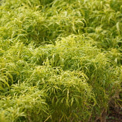 Melicope denhamii