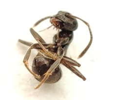 Lasius