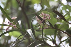 Epidendrum anisatum