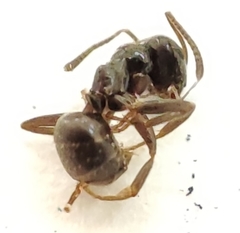 Lasius