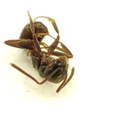 Lasius