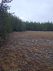 Pinus contorta — photo 3