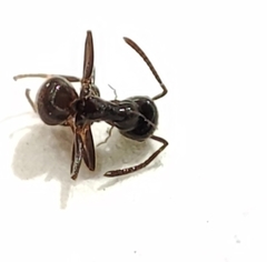 Lasius