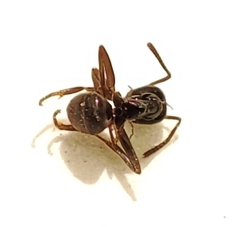 Lasius