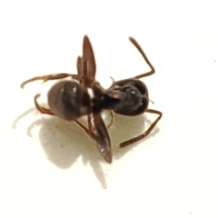 Lasius