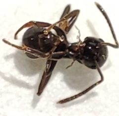 Lasius