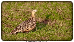 Pterocles gutturalis