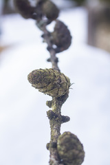 Larix sibirica