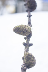 Larix sibirica