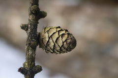Larix sibirica