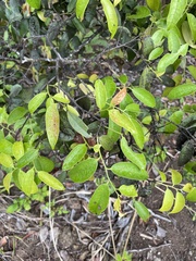 Diospyros sandwicensis