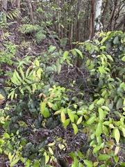Diospyros sandwicensis