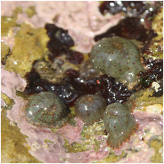 Anthopleura mariae