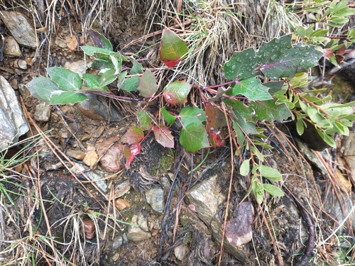 Image of Pygmy Oregon Grape (Berberis pumila) by no rights reserved