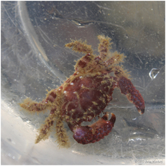 Paraxanthias taylori