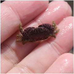 Paraxanthias taylori