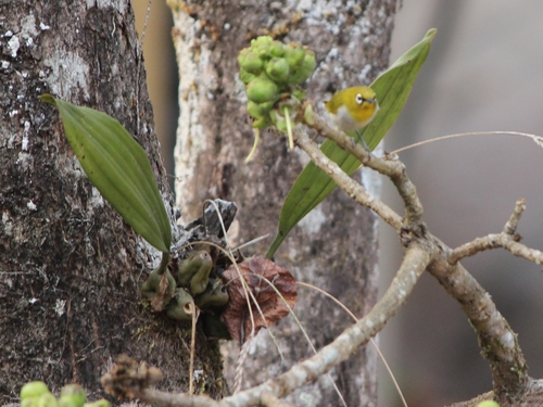 Image of Pholidota pallida by (c) Firos AK, some rights reserved (CC BY)
