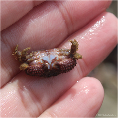 Paraxanthias taylori