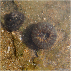 Anthopleura mariae