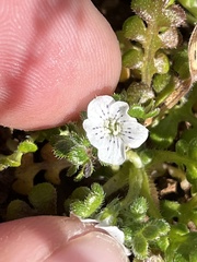 Nemophila pedunculata
