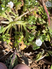 Nemophila pedunculata