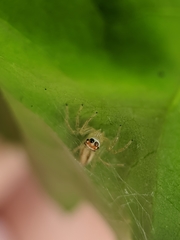 Araneae