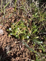 Nemophila pedunculata