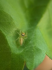 Araneae