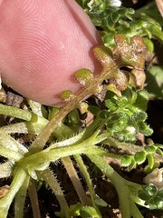 Nemophila pedunculata