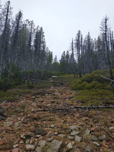 Knobcone pine (Pinus attenuata)