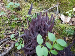 Alloclavaria
