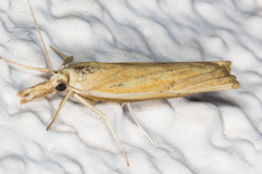 Fissicrambus profanellus