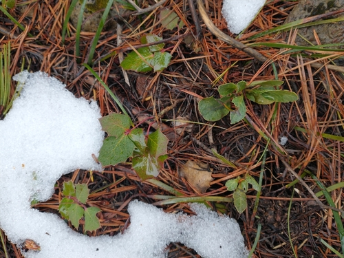 Image of Berberis pumila by no rights reserved